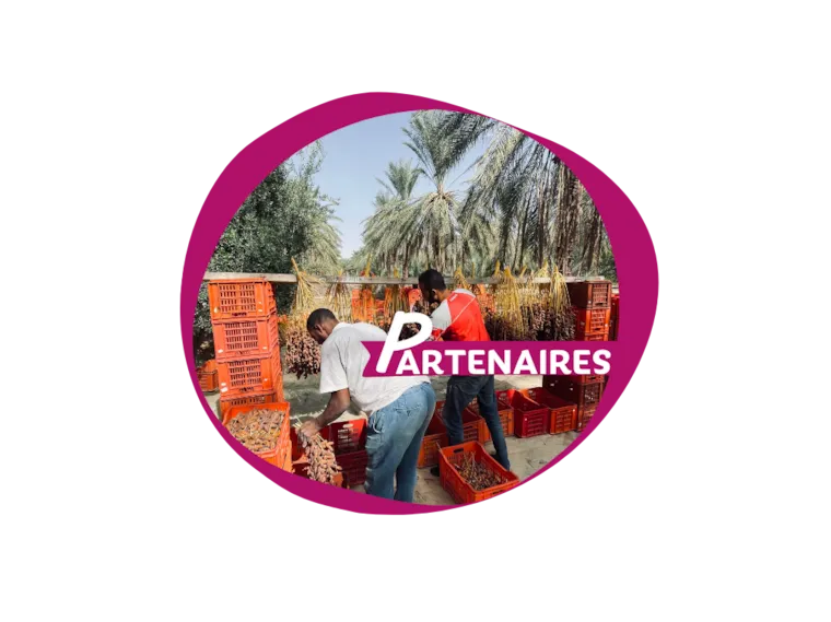 Partenaires dattes