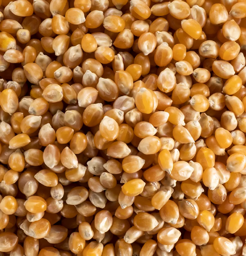 Maïs en gros
