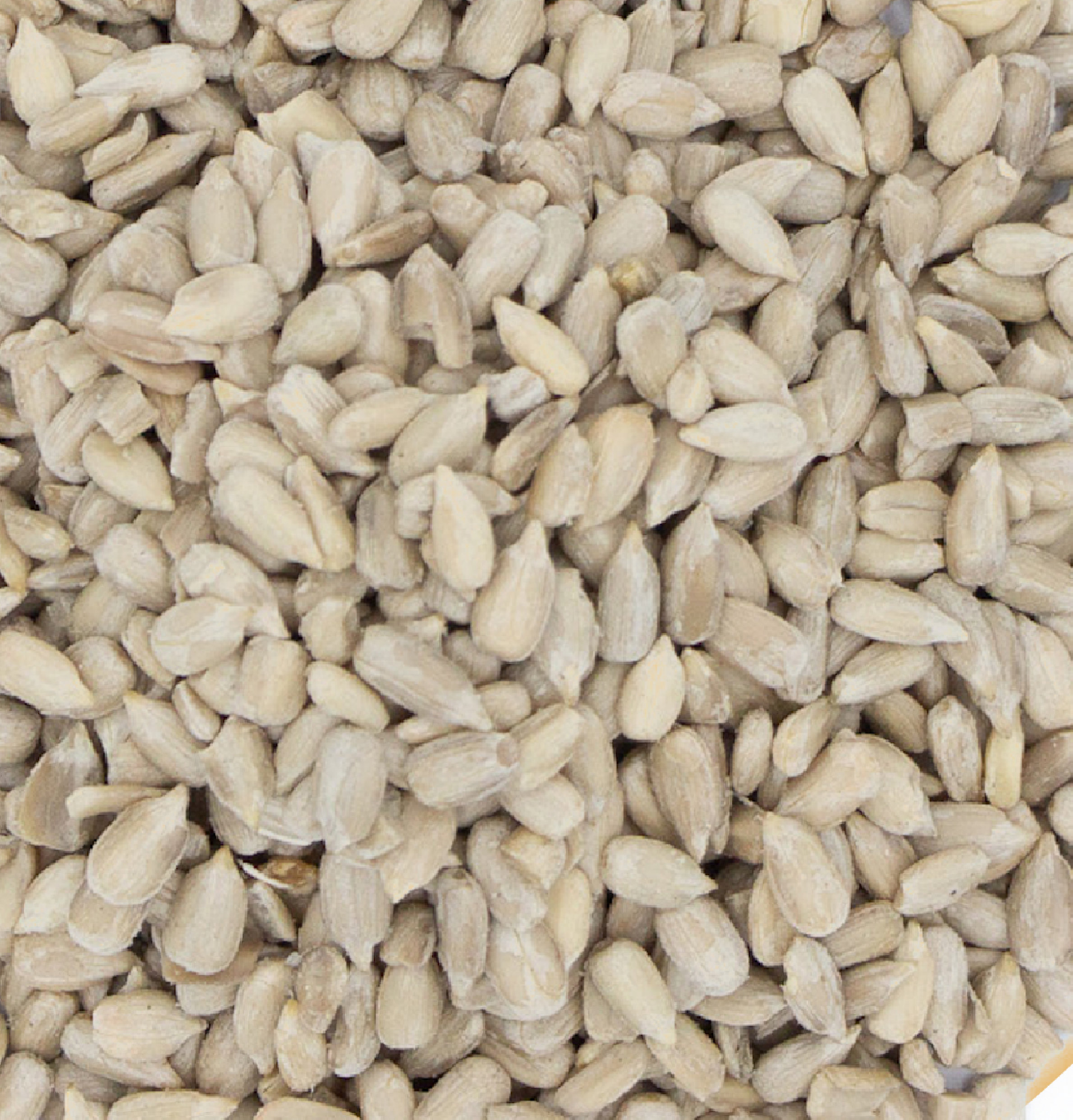 Graine de tournesol décortiquées Bio - en vrac