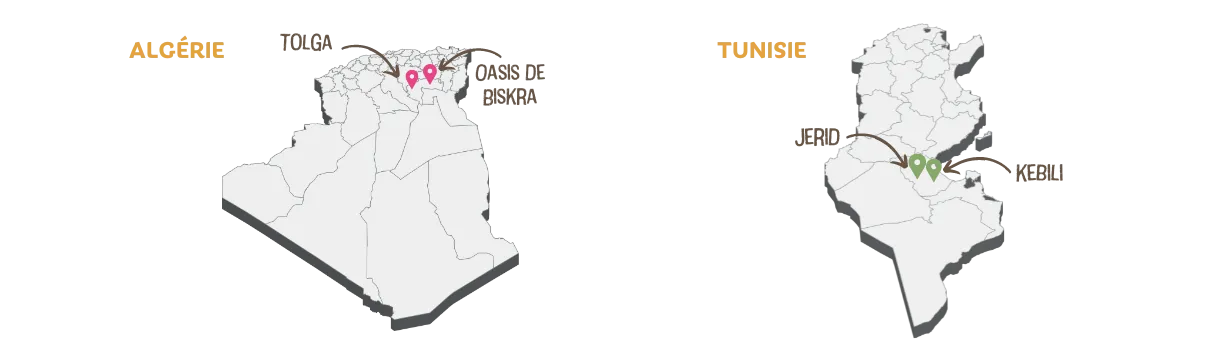 Carte des dattes