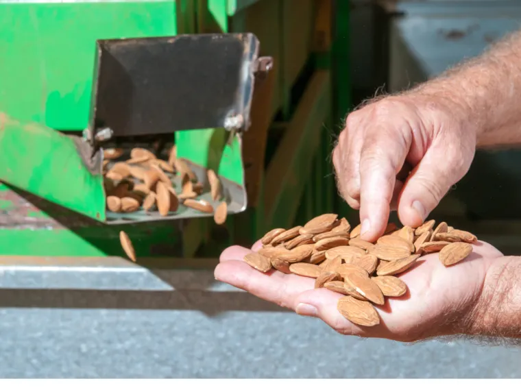 Production amandes