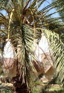 palmier dattier avec filets